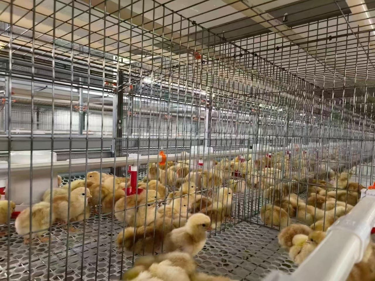 Day-old chicks in brooding battery cages