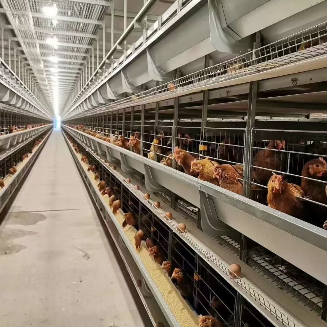 Broiler house with automated pan feeding system